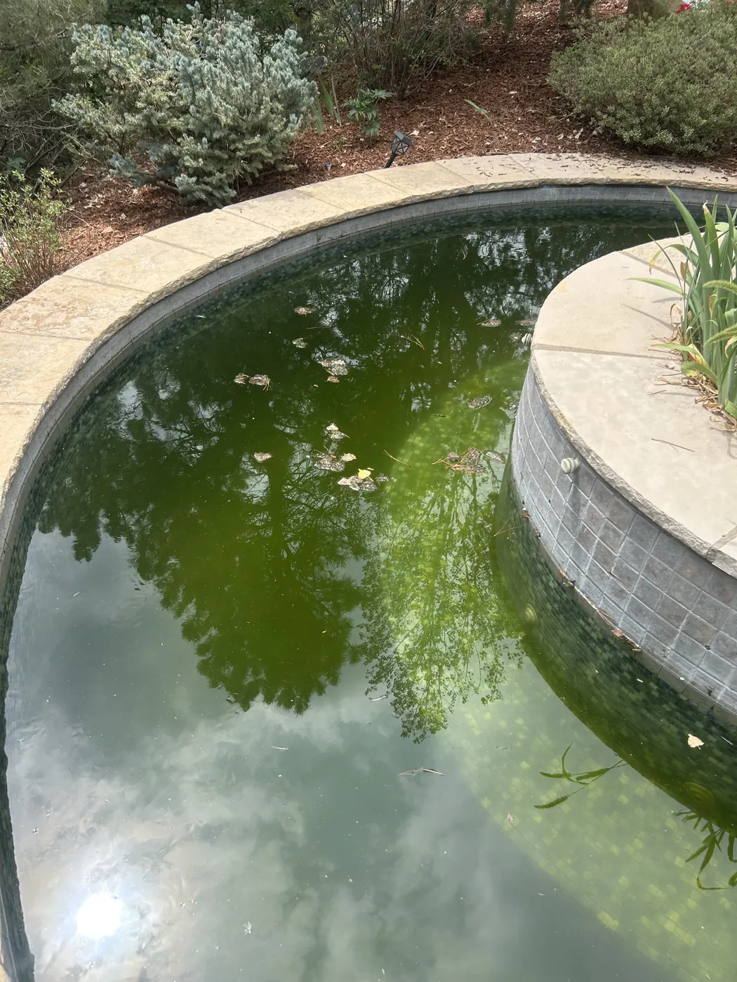 Before: green freeform pool with raised planter in Erie, CO