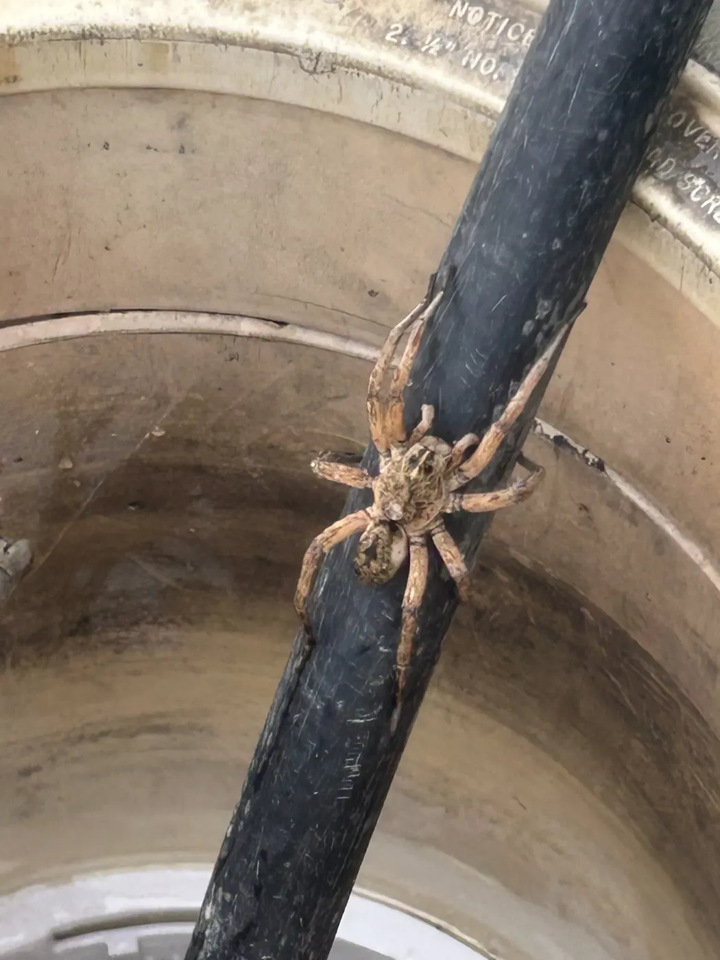 A large wolf spider found in a pool skimmer during a Pyle's service visit